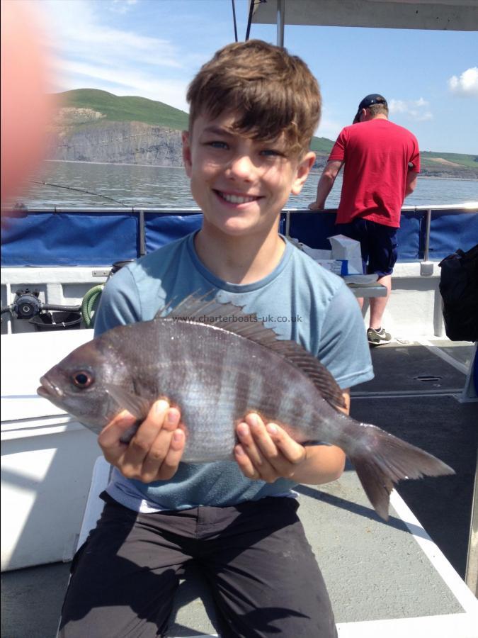 2 lb 8 oz Black Sea Bream by Laurie