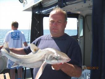 8 lb Starry Smooth-hound by Unknown