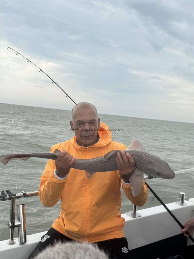 8 lb Starry Smooth-hound by Jason