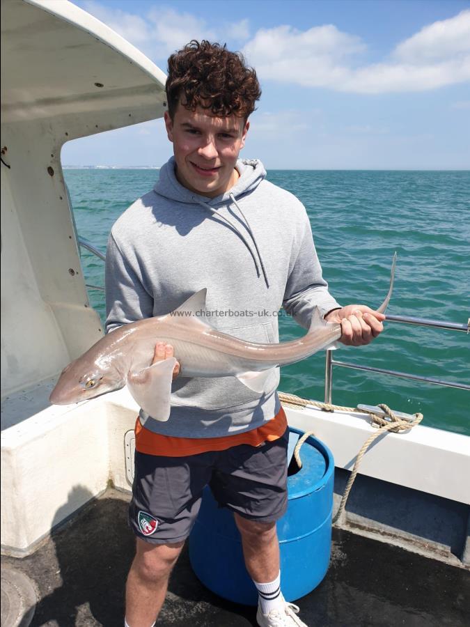 8 lb 8 oz Smooth-hound (Common) by Bob Marshall