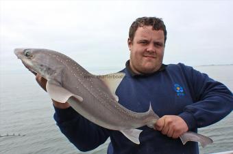 13 lb Starry Smooth-hound by Gari