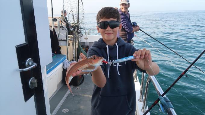 1 lb Tub Gurnard by Freddie