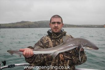 5 lb Starry Smooth-hound by Dave