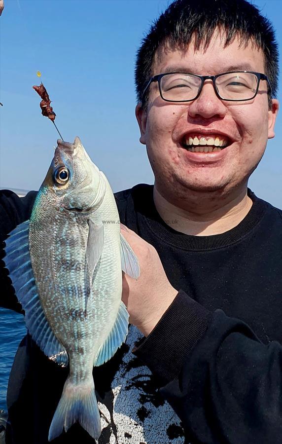 1 lb 8 oz Black Sea Bream by Unknown