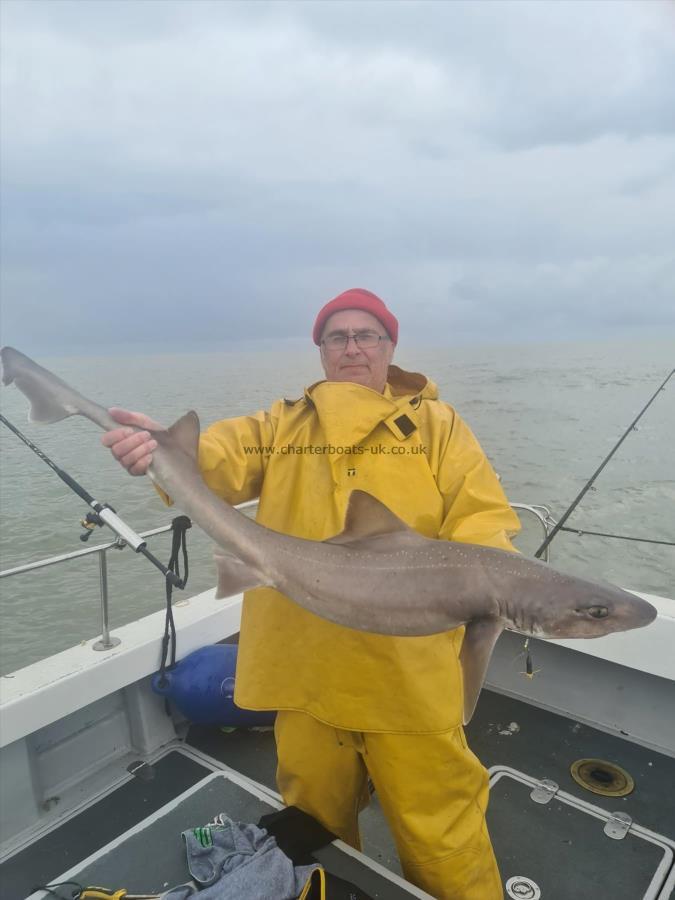 18 lb 13 oz Smooth-hound (Common) by Unknown