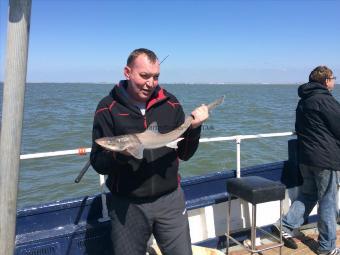 4 lb Starry Smooth-hound by Paul