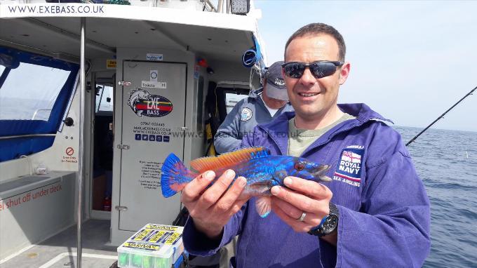 8 oz Cuckoo Wrasse by Jamie H