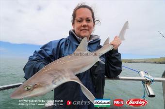 7 lb Starry Smooth-hound by Alice