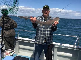 6 lb Starry Smooth-hound by Graeme