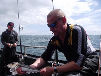 1 lb 8 oz Grey Gurnard by wully