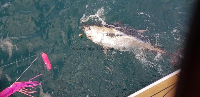 200 lb Bluefin Tuna by Garth Skinner