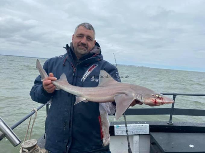 8 lb Smooth-hound (Common) by Unknown