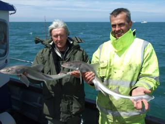 5 lb 6 oz Starry Smooth-hound by Unknown