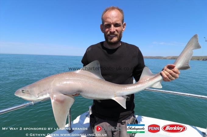 8 lb Starry Smooth-hound by Mark