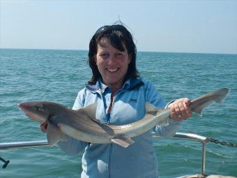 10 lb Smooth-hound by Cheryl Settle