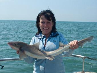 10 lb Smooth-hound (Common) by Cheryl Settle