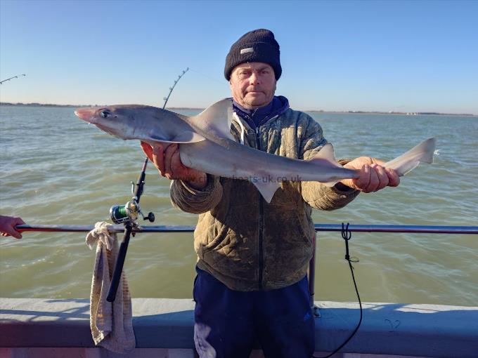 8 lb Smooth-hound by Ian From Bromley