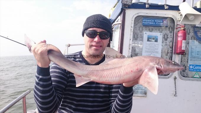 6 lb 6 oz Starry Smooth-hound by Gary from London