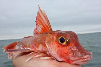 1 lb Red Gurnard by Mike