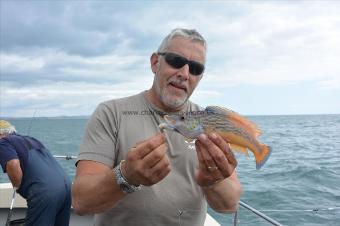 1 lb Cuckoo Wrasse by Stephen Wake