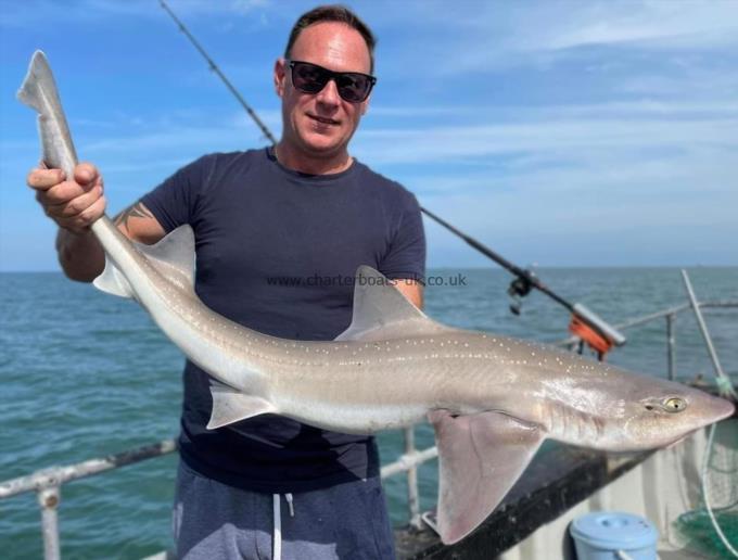 12 lb Starry Smooth-hound by Unknown