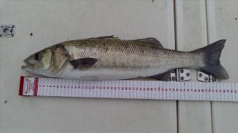 4 lb 8 oz Bass by Jimmy Lemon