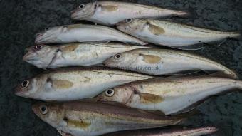2 lb Whiting by Dave from Sheppey