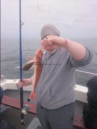 1 lb 8 oz Tub Gurnard by Unknown