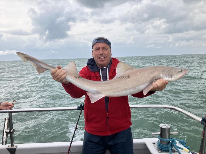 16 lb 8 oz Smooth-hound by les