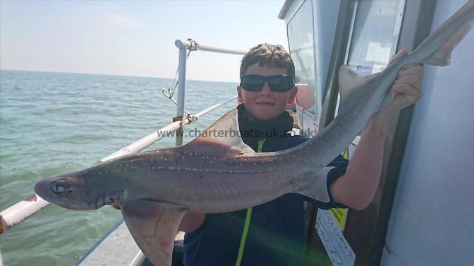 13 lb 5 oz Starry Smooth-hound by Freddy from Kent