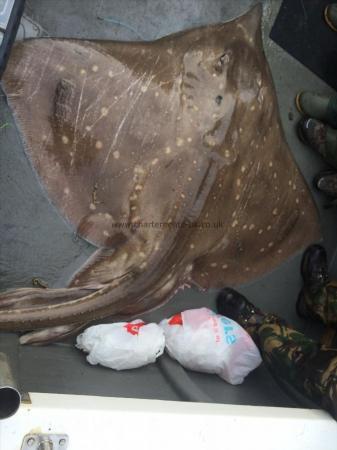 100 lb Common Skate by Unknown