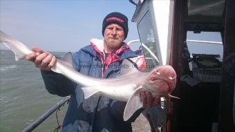 14 lb 2 oz Starry Smooth-hound by Wayne from Kent