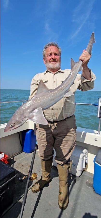 11 lb 8 oz Starry Smooth-hound by Mick