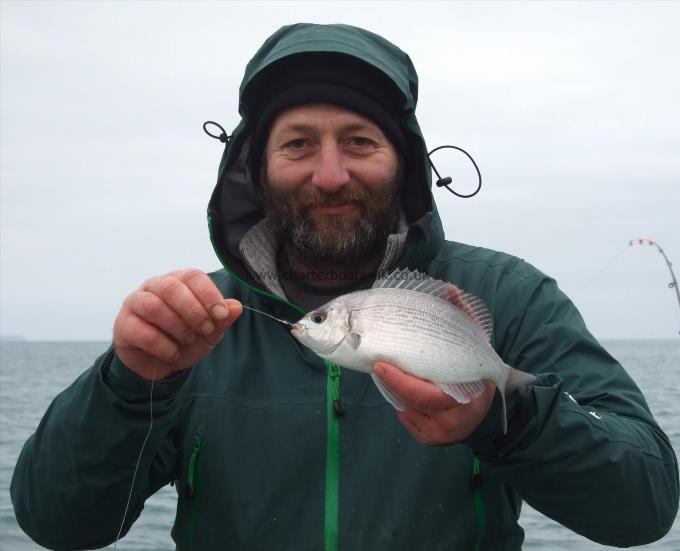 1 lb 8 oz Black Sea Bream by Peter Minns