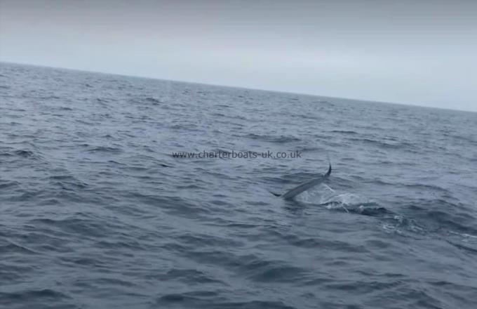 150 lb Thresher Shark by Peter Marchant