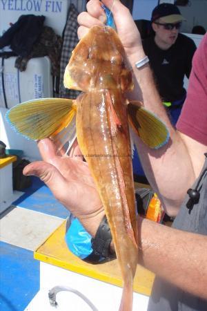 2 lb Tub Gurnard by Tim