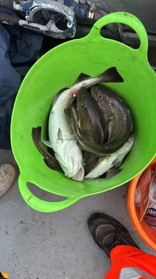 3 lb Cod by Unknown