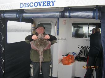 5 lb Cuckoo Ray by Unknown