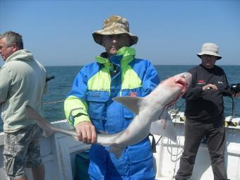 8 lb Starry Smooth-hound by Unknown