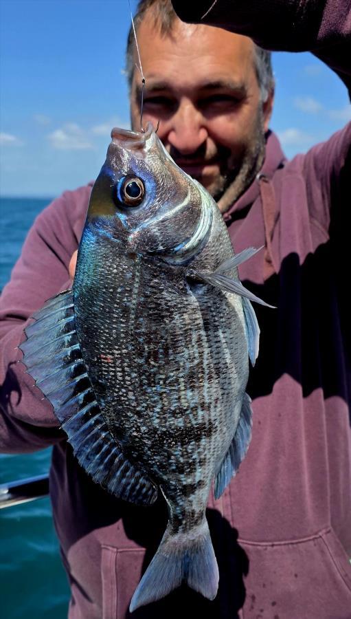 1 lb 10 oz Black Sea Bream by Unknown