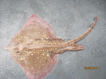 4 lb 5 oz Spotted Ray by Unknown