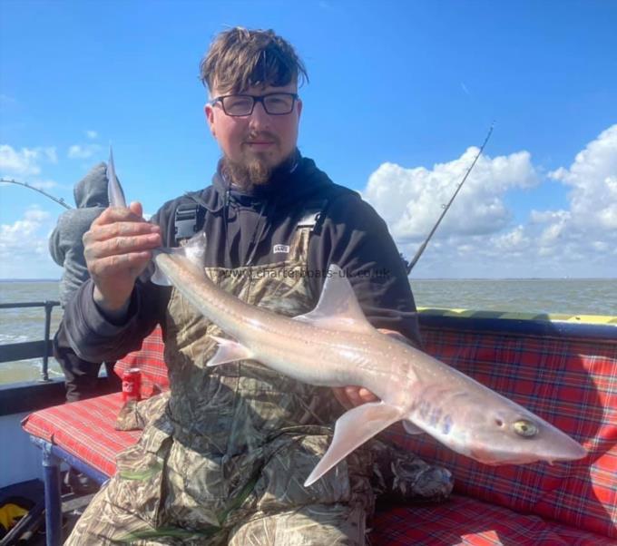 4 lb Smooth-hound by Unknown