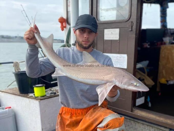 11 lb Smooth-hound (Common) by Unknown