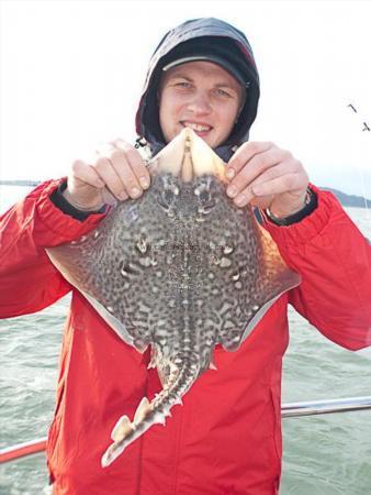 5 lb Thornback Ray by Unknown