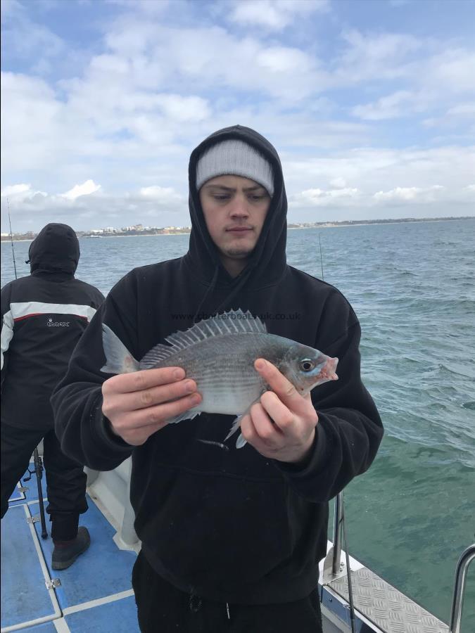 1 lb Black Sea Bream by Zac