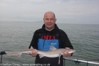 6 lb Starry Smooth-hound by Taff