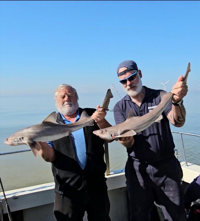 7 lb 12 oz Starry Smooth-hound by Bob