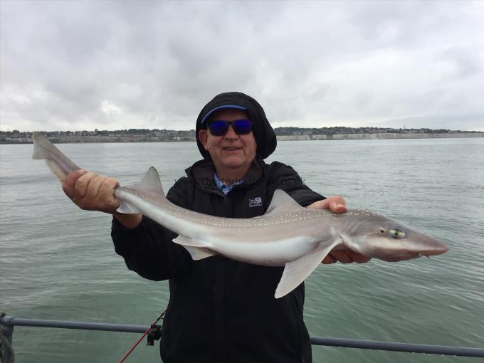 7 lb Smooth-hound (Common) by Unknown