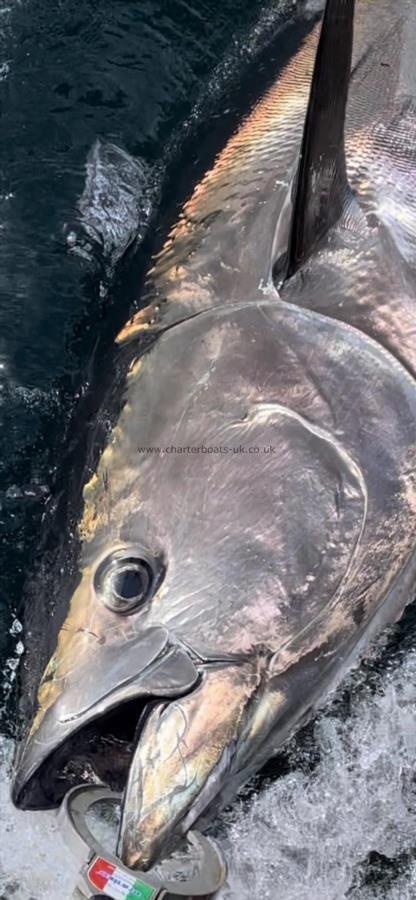 360 lb Bluefin Tuna by Unknown