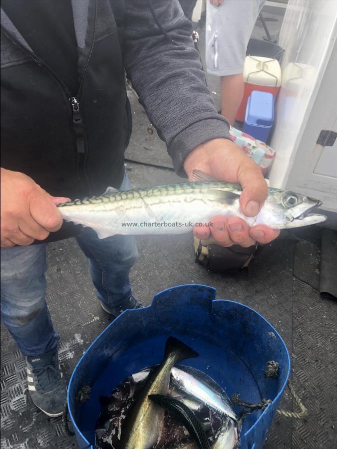 2 lb 8 oz Mackerel by Unknown